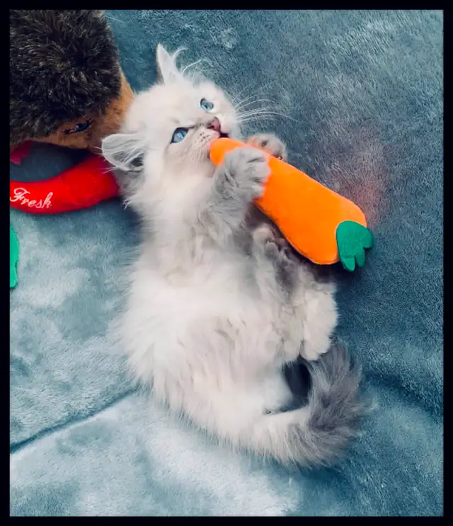 Siberian Neva Masquerade Kittens. Hypoallergenic/Low Allergen