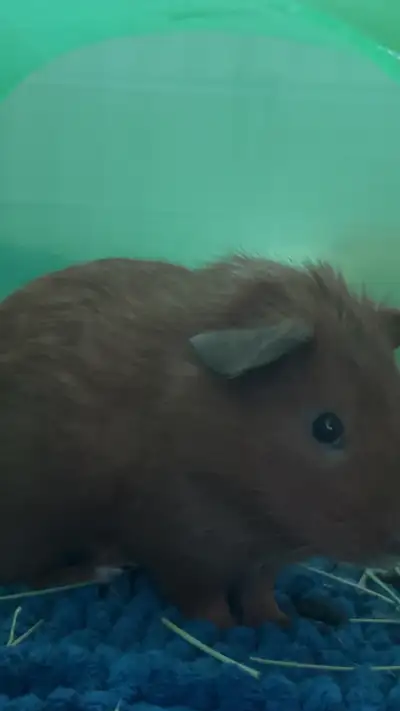 Guinea pigs, View more