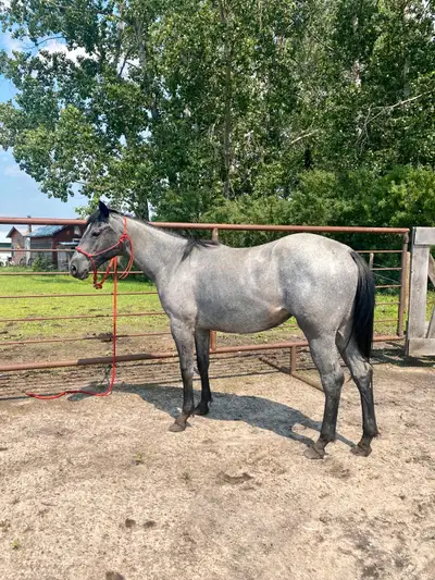 2023 AQHA stunning filly, Voir plus