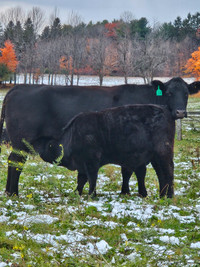 Angus Bred Cows  / Heifers for Sale