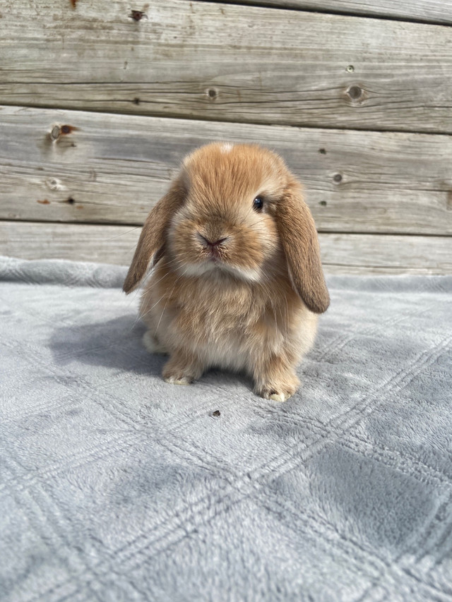 Magnifique lapin bélier hollandais nain  dans Petits animaux à adopter  à Laval/Rive Nord