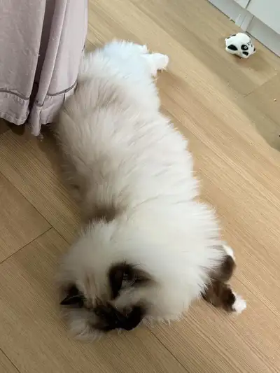 Ragdoll x Himalayan kitten, View more