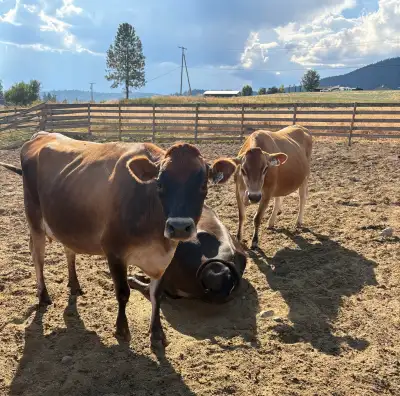 Jersey cows for sale, View more