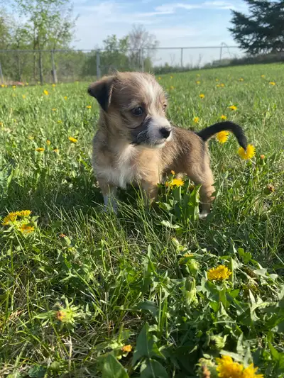 Beautiful gorgeous Chinese crested powder puff puppies available born April 3, 2025 These little guy...