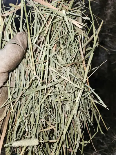Small square hay for sale. Timothy alfalfa orchard mix, or Timothy orchard grass mix. Bales are dry,...