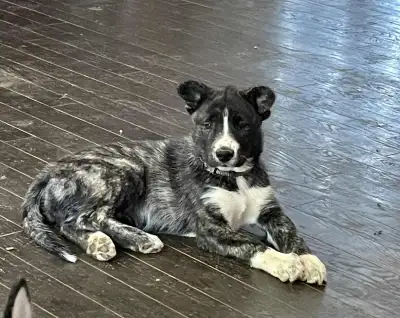 Siberian Husky/Aussiedor puppies for sale, View more