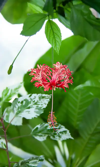 Indoor Plant: Hibiscus Schizopetalus, Japanese Lantern, View more