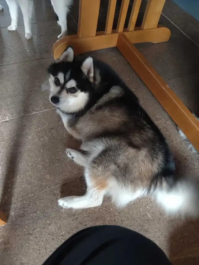couple pomsky in Dogs & Puppies for Rehoming in Laval / North Shore - Image 2