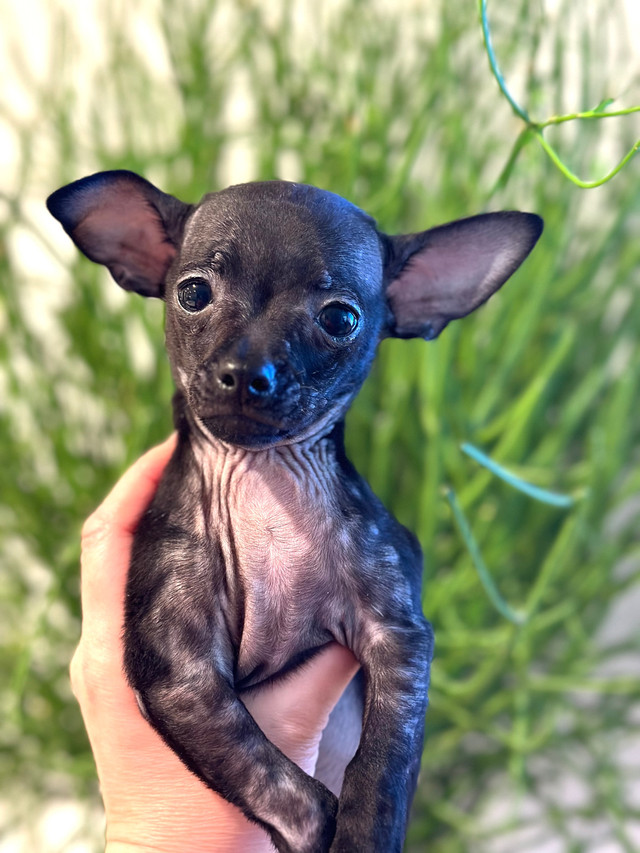❤️ Rare Merle Lavender Head Small Chihuahua Boy\Purebred ❤️ in Dogs & Puppies for Rehoming in North Shore