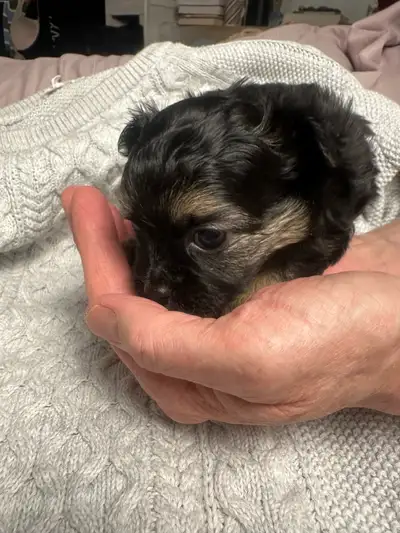 Chihuahua puppies, View more