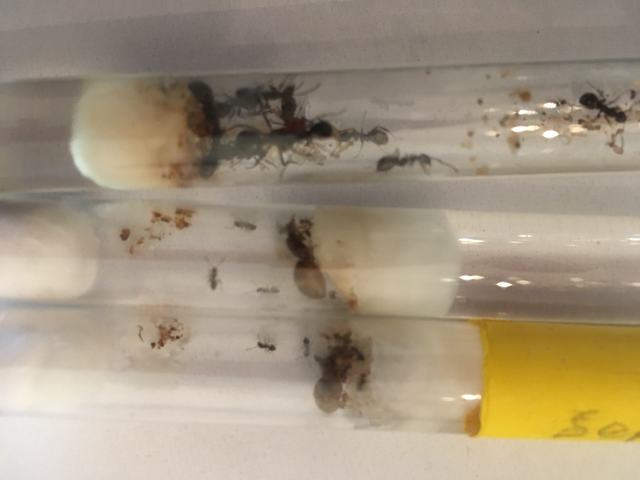 Ant Farm, Pet Ants with Queens in Test Tube setups in Other Pets for Rehoming in Edmonton - Image 2