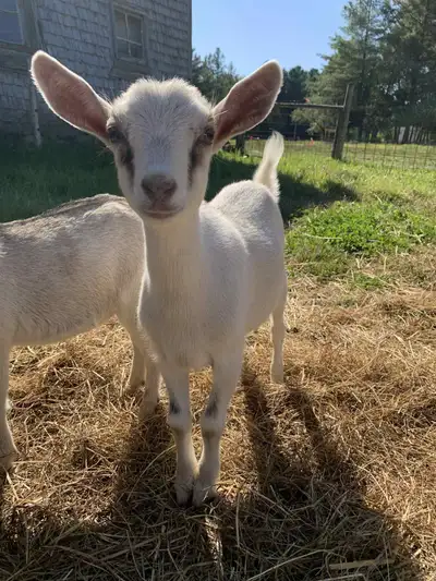 .Âgés de 3 mois. La femmelle est à 150 et le bouc est à 125. Reste 1 femelle et le mâle. Frère et so...