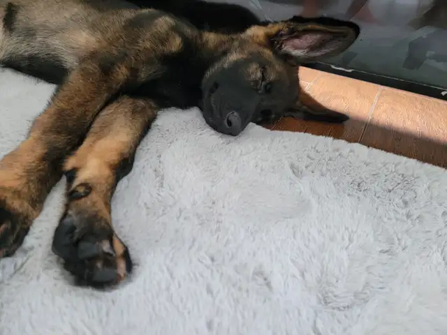German Shepherd Puppies!!!! in Dogs & Puppies for Rehoming in Windsor Region - Image 5