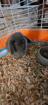 Male Holland lop bunny with set up
