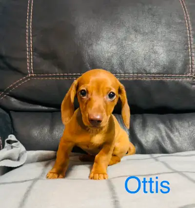 Born April 15, 2025, our sweet Mini Dachshund puppies will be ready for their forever homes at 8 wee...