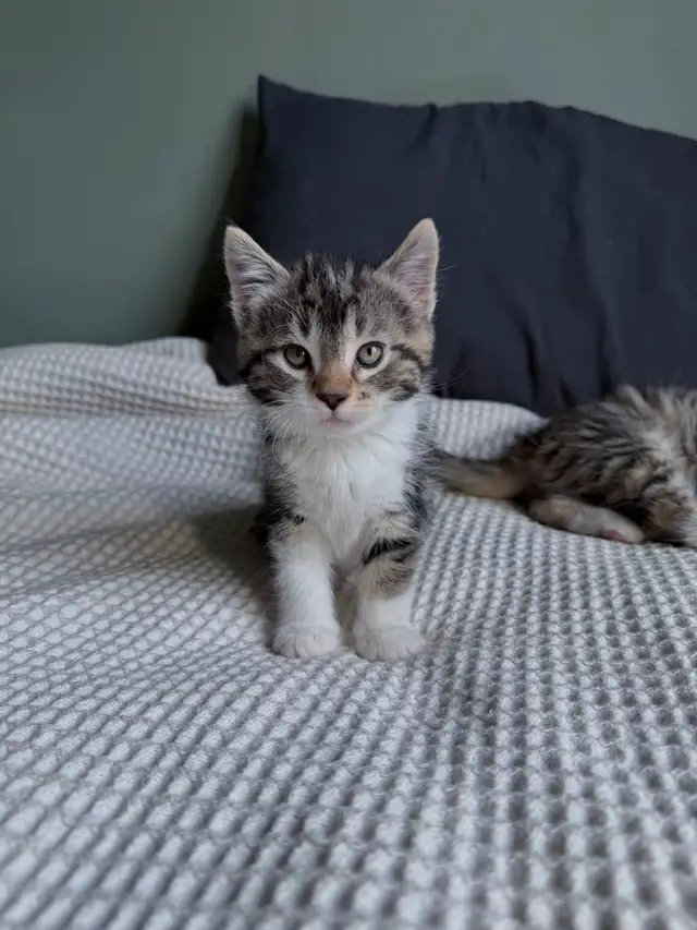 Chatons à vendre in Cats & Kittens for Rehoming in Longueuil / South Shore - Image 3