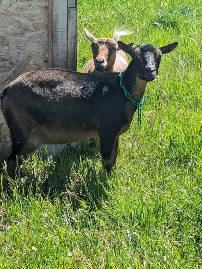 Nigerian dwarf doe goat