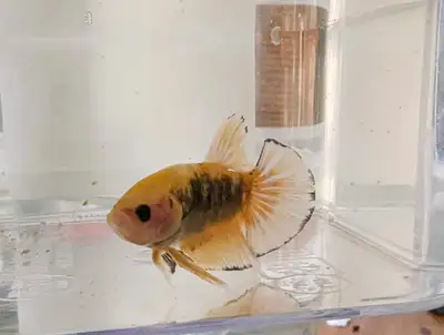 Tiger hellboy male betta, View more