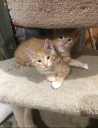 Cute orange tabby kittens