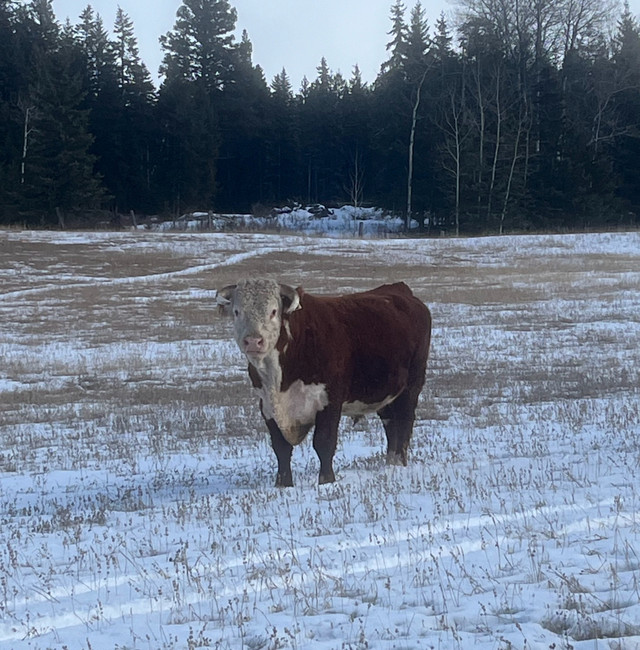 4 yr old Purebred Hereford bull dans Animaux de ferme  à Williams Lake