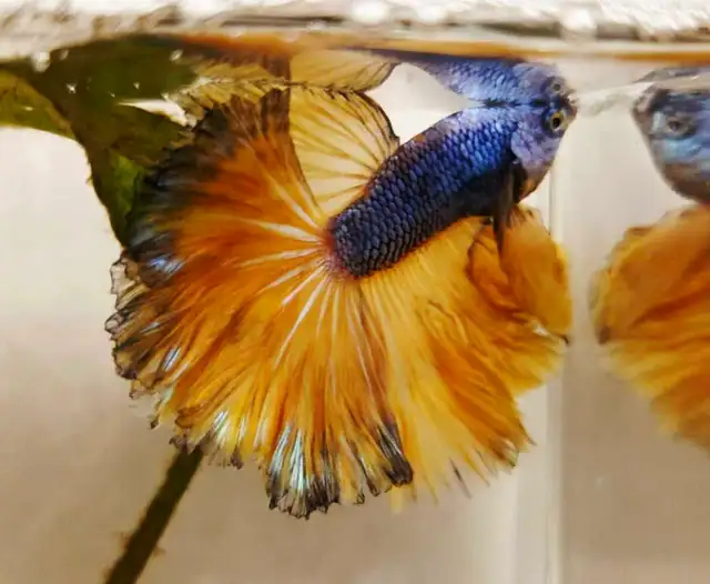 Halfmoon Male Bettas