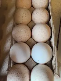 Fertile Turkey Eggs