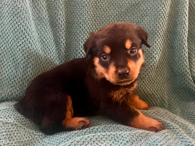 Gorgeous Rottweiler Puppies in Dogs & Puppies for Rehoming in City of Toronto - Image 6