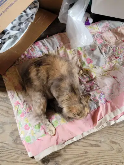 Cat for rehoming, View more