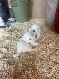 Pure Pyrenees Puppies for sale 