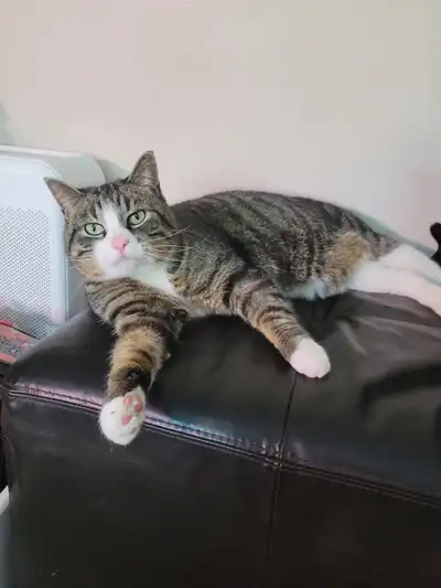 6 year old, neutered male tabby cat. Very friendly. Great with kids and adults. Indoor. Needs to be...