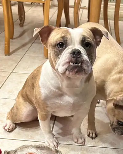 Trixie is very sweet and affectionate girl, she is an Olde English/Frenchie mix, born Sept 30th, 202...