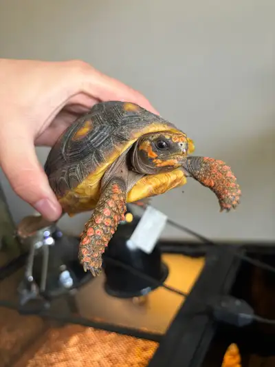 red footed tortoise, View more