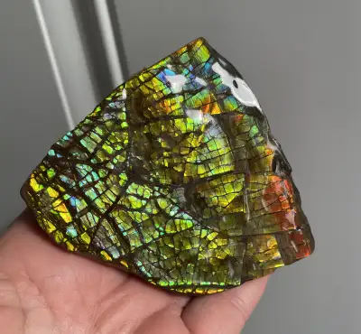 Two Sided Ammonite / Ammolite  Piece, View more