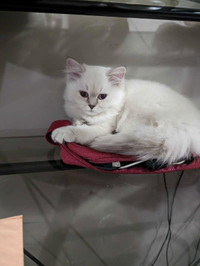 White british shorthair kitten 