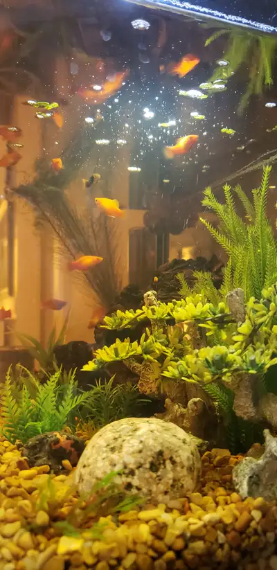 Our platys have had lots of babies, and our tank is now too crowded. I have 7-8 babies that need a n...
