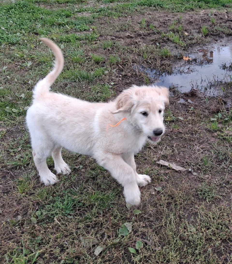 Golden doddle Puppies! ready to go! | Dogs & Puppies for Rehoming ...