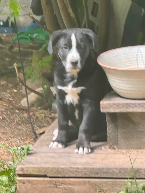 A male and female Ready to go Raised with kids So far good with cats. Good with small dogs Large bre...