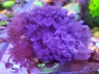 Pulsing xenia - saltwater coral frag 