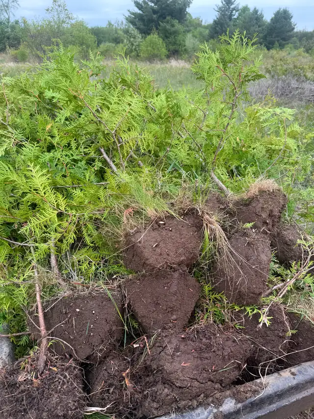 WHITE (SWAMP) CEDAR HEDGE TREES AND EMERALD CEDAR TREES FOR SALE ...