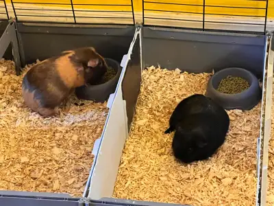 Two Female Guinea Pigs Looking for a Loving Home, View more