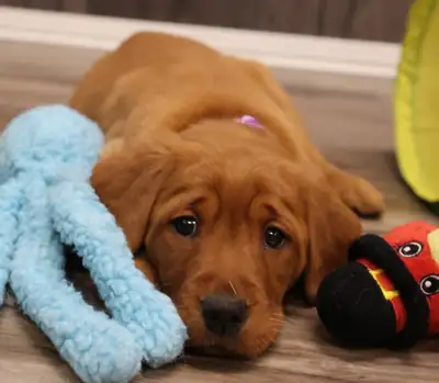 Juno -Health Tested Parents for Genetically Sound Goldador Pups, View more