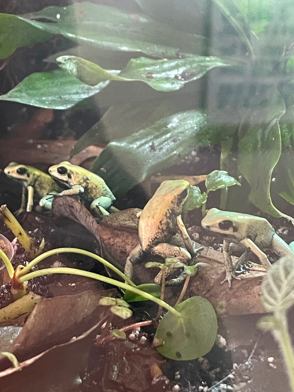 Terribilis mint dart frogs in Reptiles & Amphibians for Rehoming in Timmins