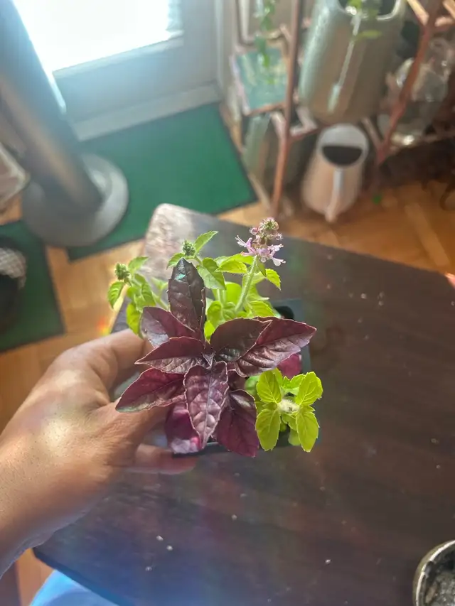 Holy Basil (Good Fortune Plant) in Plants, Fertilizer & Soil in City of Toronto - Image 9