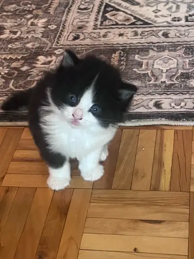 Cat for sale , View more