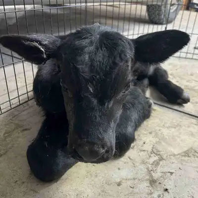 1 angus steer calf. Drink out of bottle good