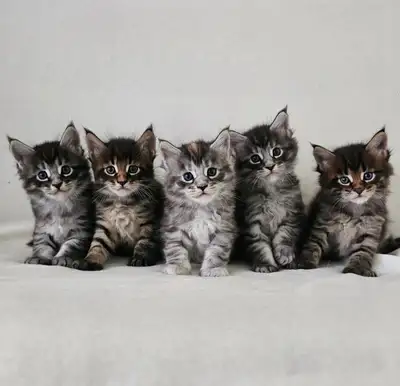 Purebred Maine Coon Kittens, View more