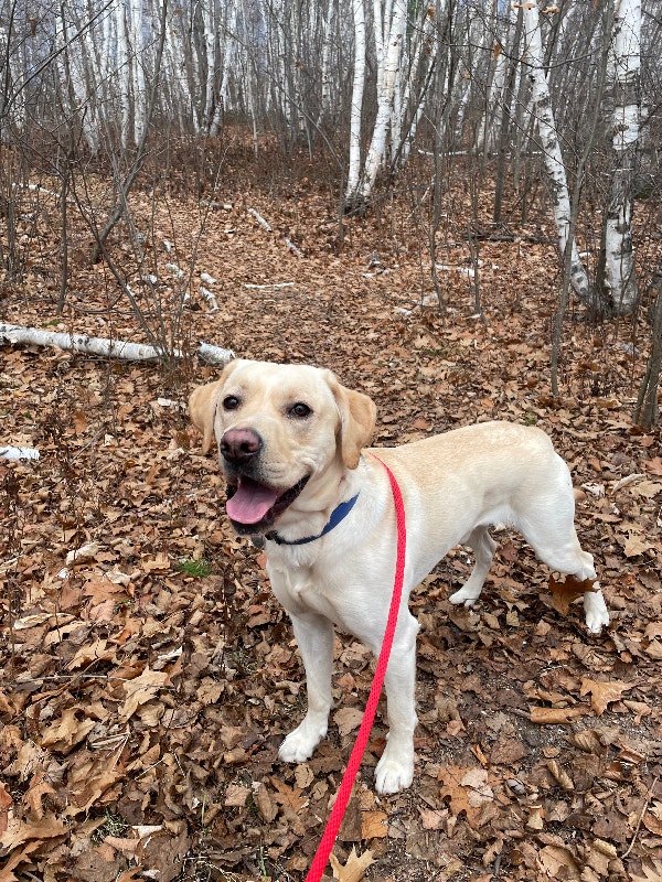 Yellow Labrador puppy for rehoming Dogs & Puppies for Rehoming