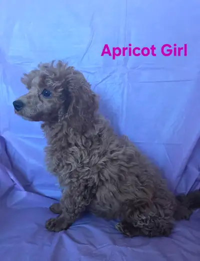 Only 3 Gorgeous Miniature Poodle Pups left!, View more