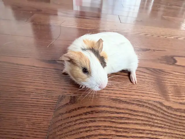 baby Guineapig  in Other in Markham / York Region - Image 5