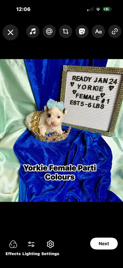 YORKIES EXOTICS*~*ONLY 3 AVAILABLE, View more